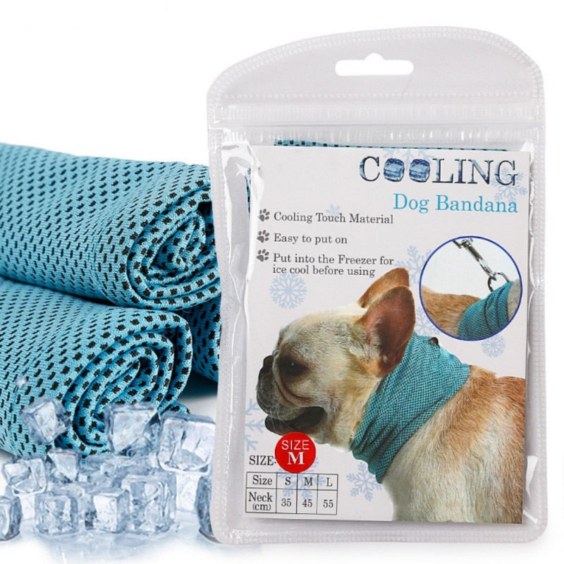 Pet Accessories