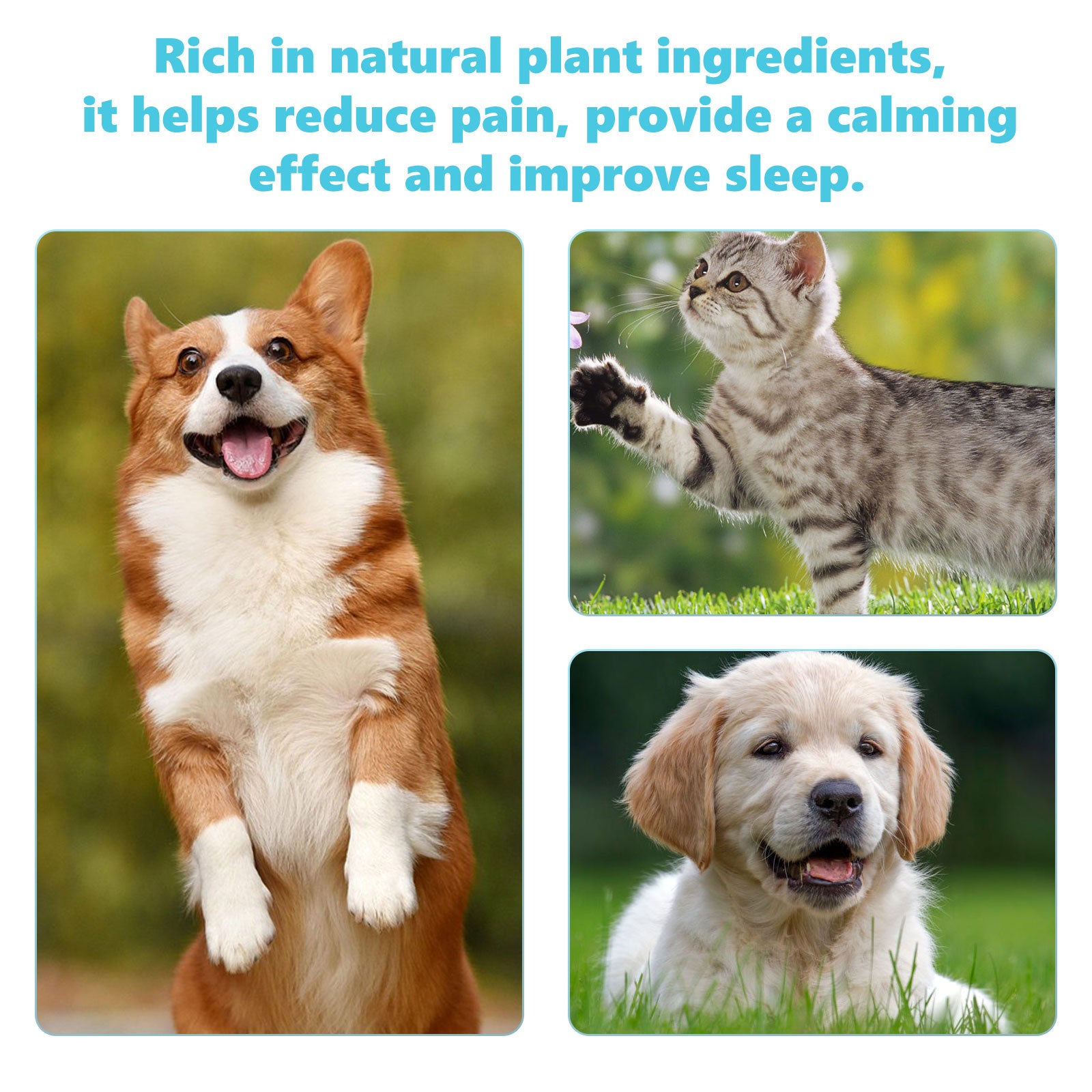 Pet Glucosamine Drops Relieve Pain Of Bones And Joints For Pets Body Care For Cats And Dogs