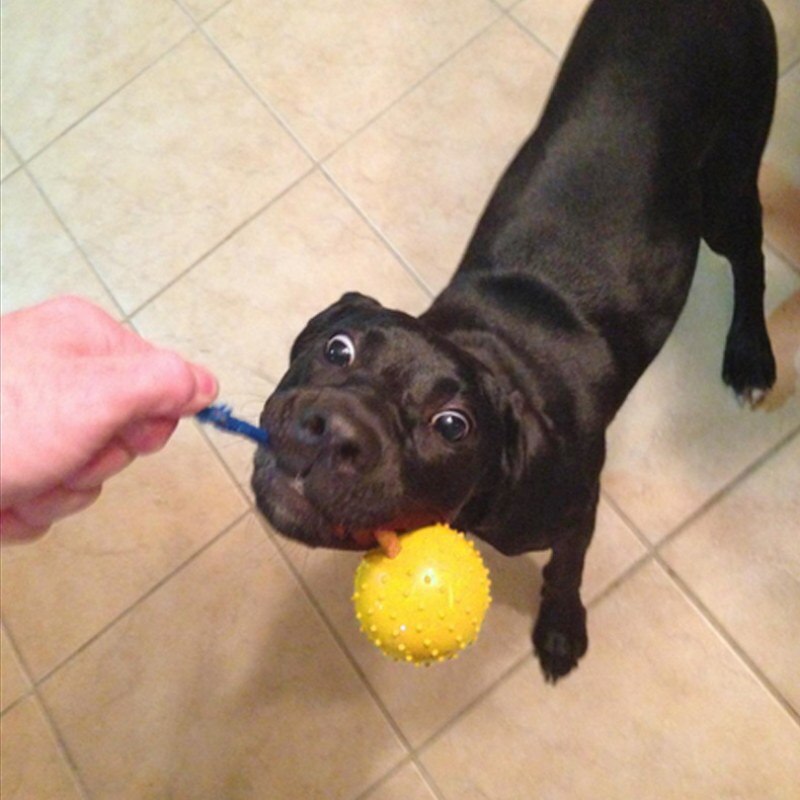 Pet Dogs Training Toy Natural Rubber Ball On Rope For Reward Fetch Play Interactive Funny Dog Toy Dog Training Supplies