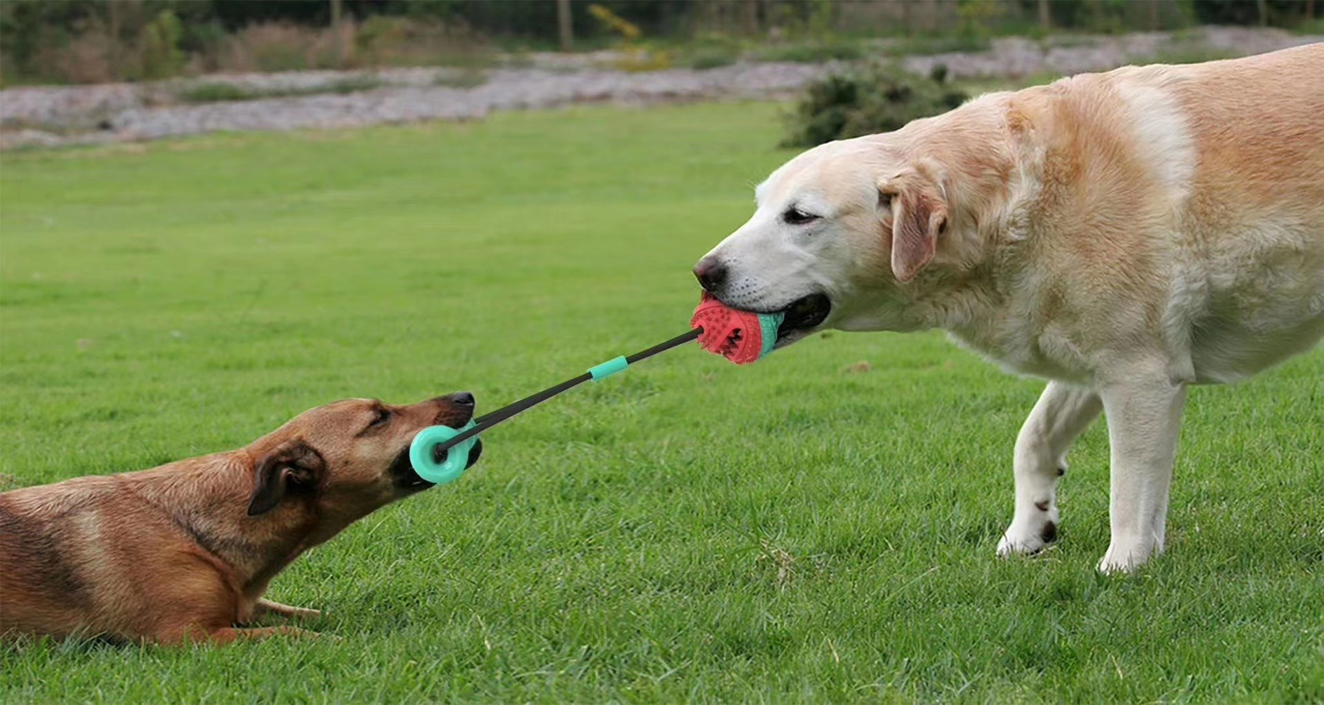 Pet Supplies Toy Combination Pull Rope Training Molar Bite Resistant Ball Dog Toy